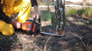 Best Tree Maintenance Programs  in Mill Creek East, WA
