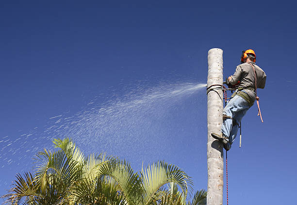 Best Hedge Trimming  in Mill Creek East, WA