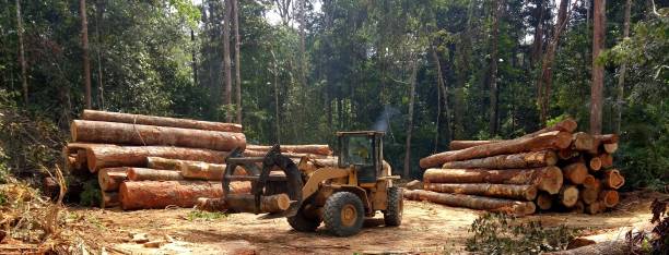 Best Commercial Tree Services  in Mill Creek East, WA