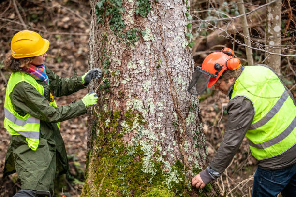 Best Arborist Consultation Services  in Mill Creek East, WA