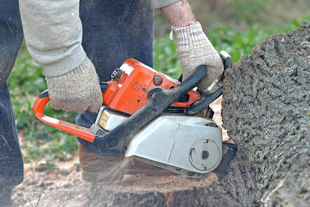 Best Tree Cabling and Bracing  in Mill Creek East, WA