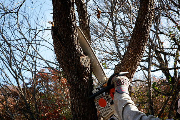 Best Lawn Pest Prevention  in Mill Creek East, WA