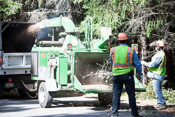 How Our Tree Care Process Works  in  Mill Creek East, WA
