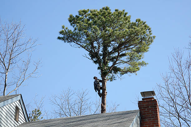 Best Tree and Shrub Care  in Mill Creek East, WA